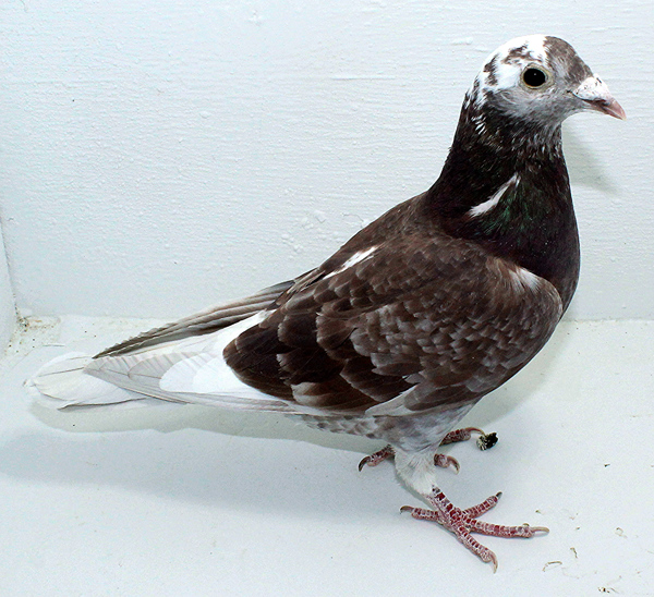 Band: AU 41483 AA 2025